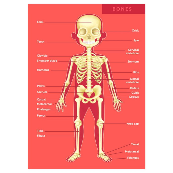 Puzzle Human Body 100 PCS