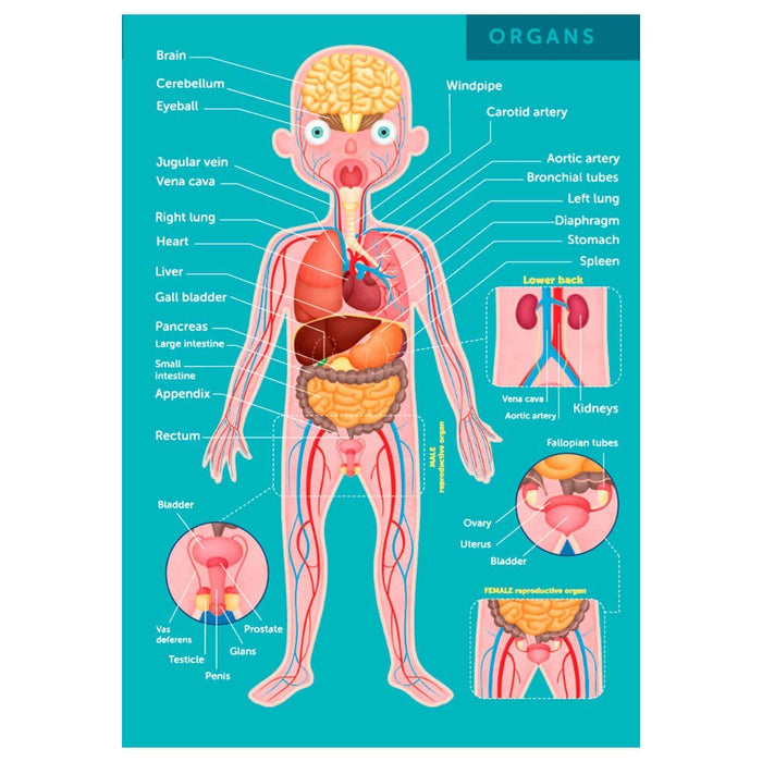 Puzzle Human Body 100 PCS