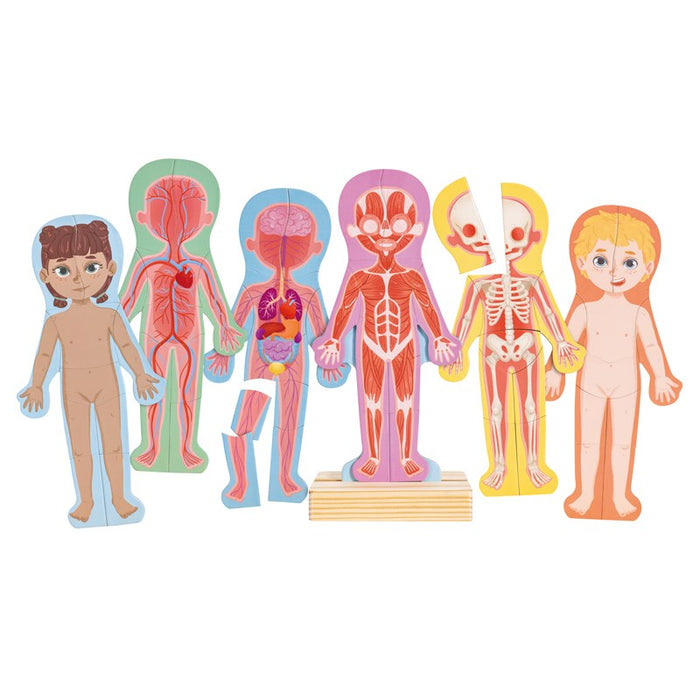 Human Body Magnetic Puzzle